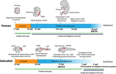 Tipping the Scales With Zebrafish to Understand Adaptive Tumor Immunity